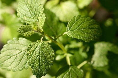 Zitronenmelisse Melissa officinalis