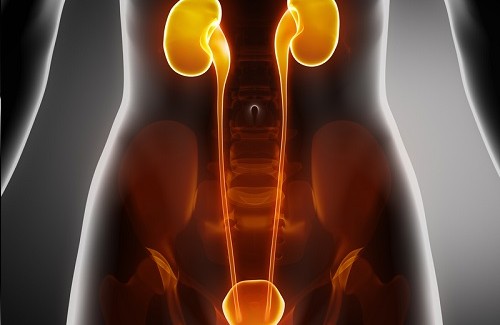 あなたの腎臓と膀胱をいたわる方法