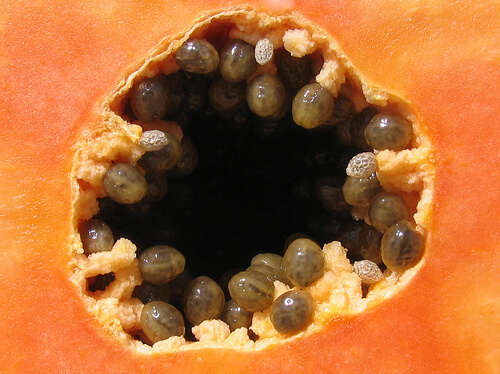 papaya-jshildreth