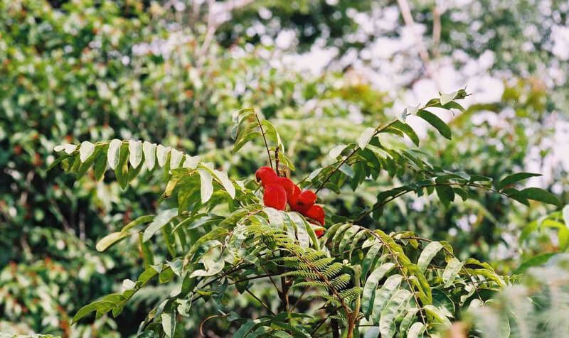 肝臓を浄化してくれる7つの薬草たち