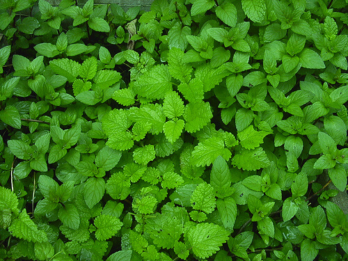 肝臓を浄化してくれる7つの薬草たち