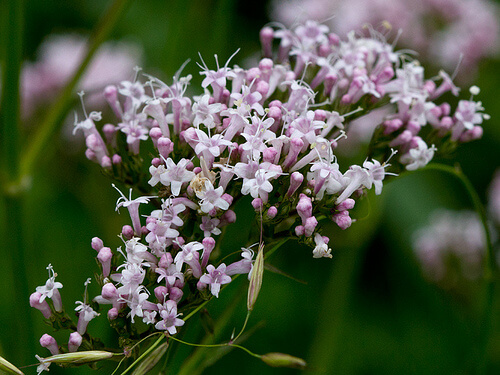カノコソウ