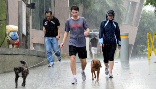 雨の中で犬の散歩
