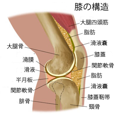 膝の構造