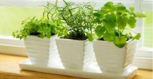 正エネルギーを惹きつける/植物トップ10