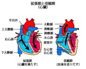 心雑音とは？