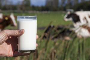 牛乳は危険！飲んではいけない理由