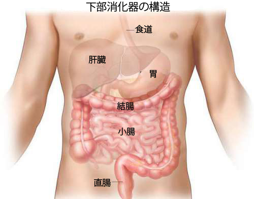 クローン病：下部消化器の構造