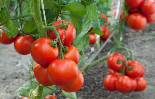 自宅でトマトを育てる方法