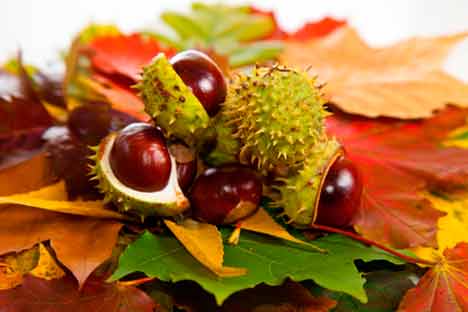 チェストナット