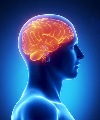 2-brain