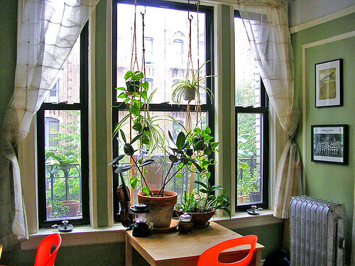 2-plants