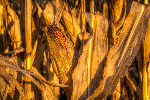3-corn