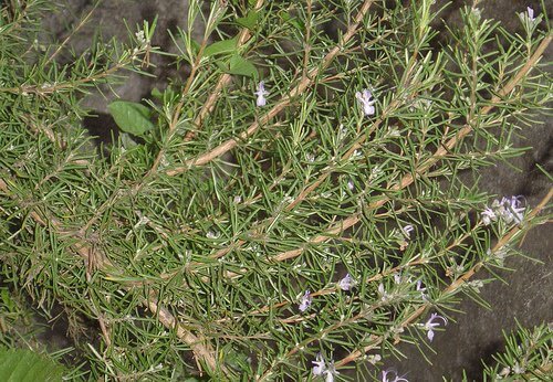3-rosemary