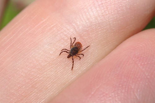 4-tick
