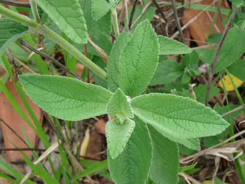 salvia-3