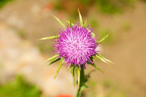 2-dandelion