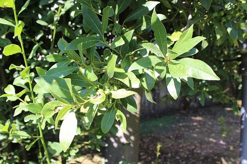 3-laurel