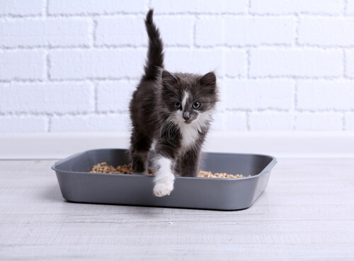 5-cat-litter