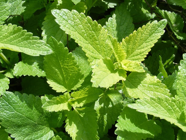 Lemon-balm