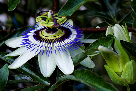 Passion-flower