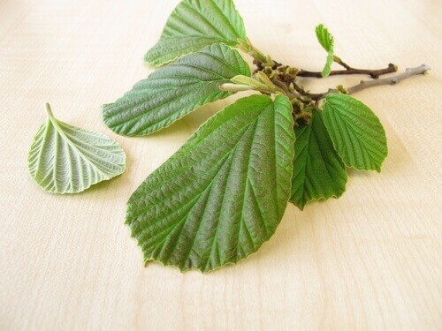 witch-hazel