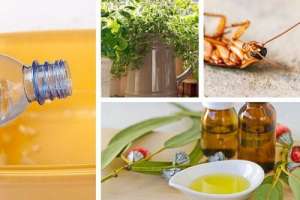 カラダと環境にやさしい虫除け法