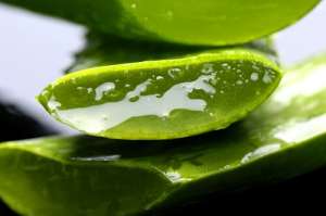 家庭で育てる薬用植物5種