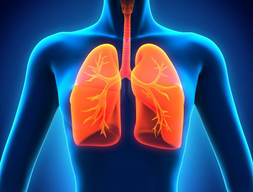 肺の健康のために:/食事に取り入れたい食べ物9種類