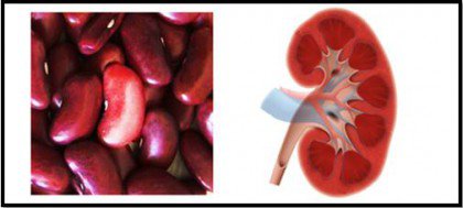 beans-kidney