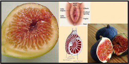 figs-sex-organs