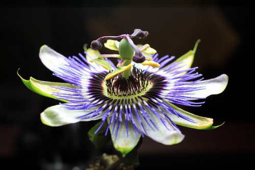 6-passionflower-tea