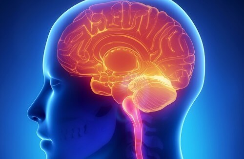 Brain
