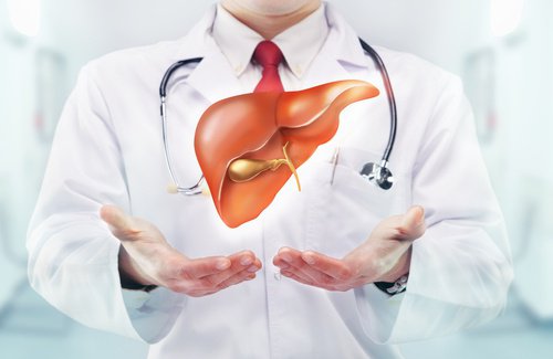 肝臓と胆嚢のバランス