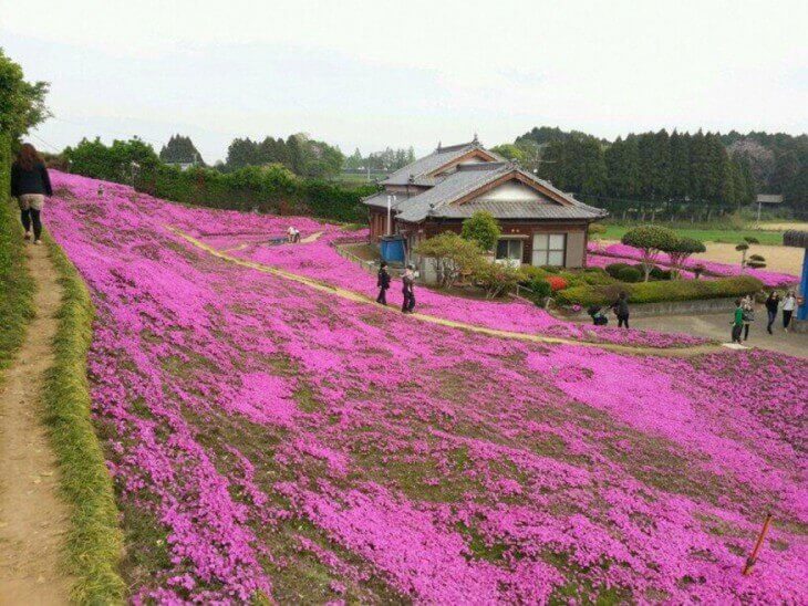 flower-garden