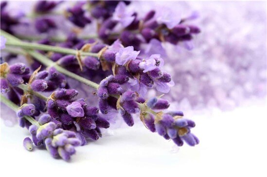 lavender2