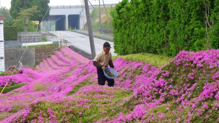 man-flower-garden