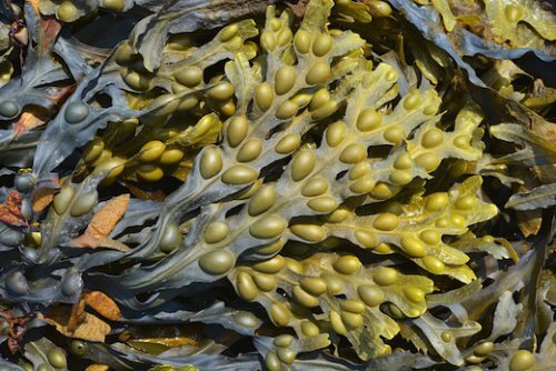 海藻　甲状腺機能低下症