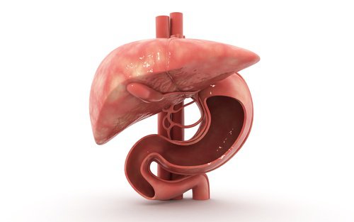 Qué-es-el-hígado-graso-500x313