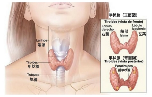 甲状腺