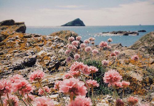 countryside-with-flowers