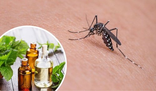 虫除け効果抜群!蚊を撃退するハーブ11種
