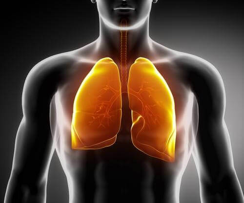 2-the-lungs