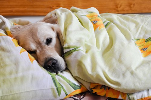 犬