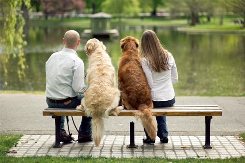 cuando-un-perro-es-educado-por-varias-personas_eu3lg-500x333