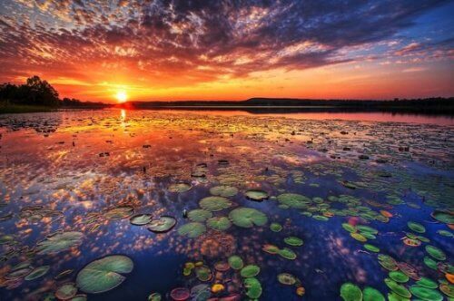 dawn