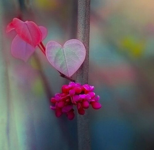 heart-shaped-flowers-representing-the-beauty-of-existing