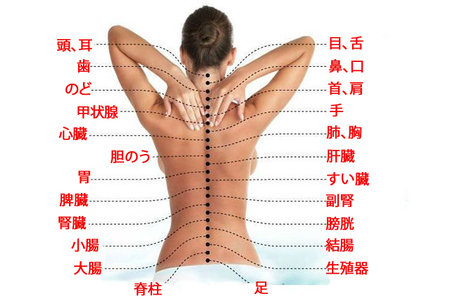 脊柱と内臓との間のつながりとは?