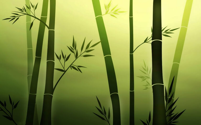 bamboo