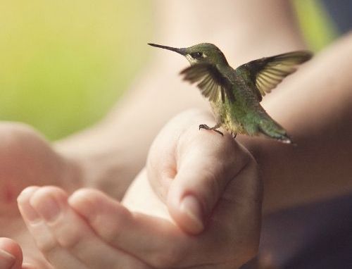 hummingbird